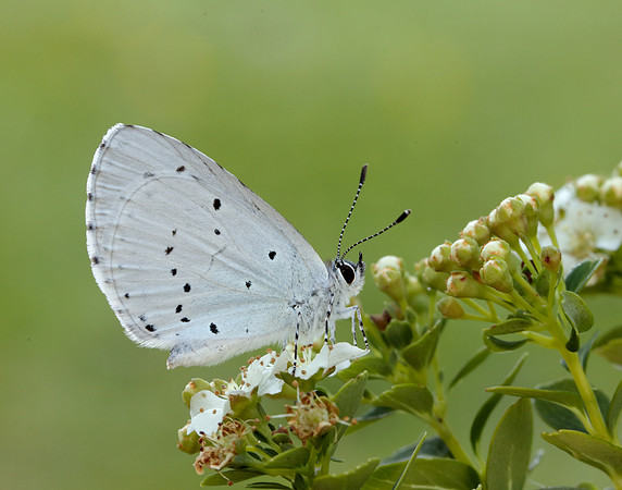 Holly Blue Celastrina argiolus