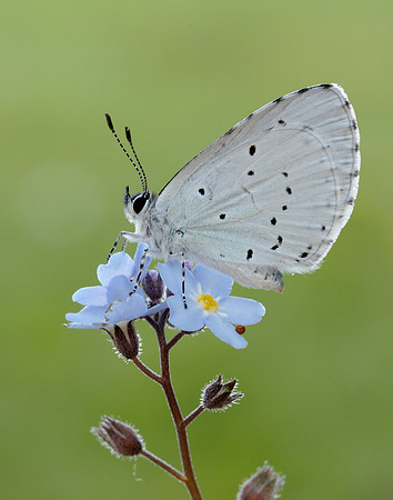 Holly Blue Celastrina argiolus