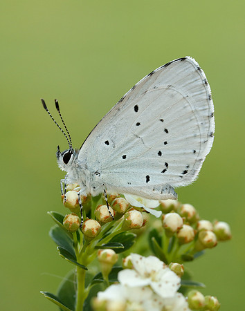 Holly Blue Celastrina argiolus