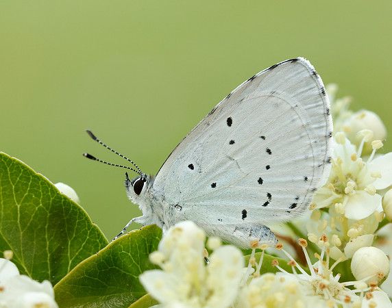 Holly Blue Celastrina argiolus