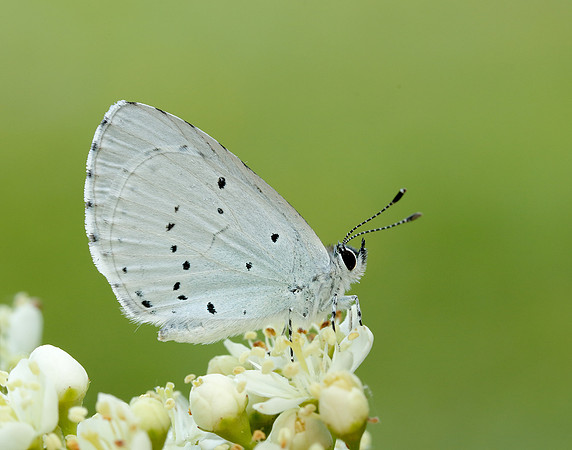 Holly Blue Celastrina argiolus