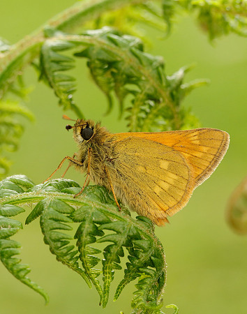 Large Skipper Ochlodes venata