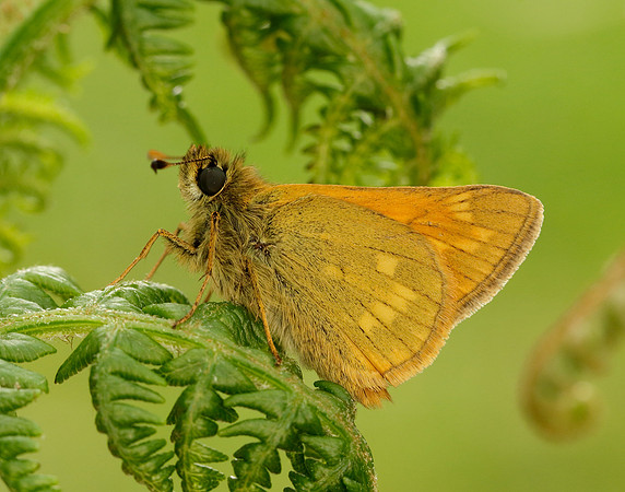Large Skipper Ochlodes venata