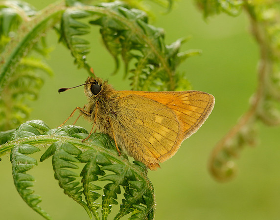 Large Skipper Ochlodes venata
