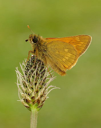 Large Skipper Ochlodes venata