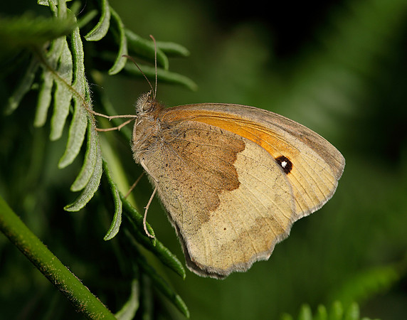 Meadow Brown Maniola jurtina