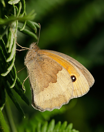 Meadow Brown Maniola jurtina