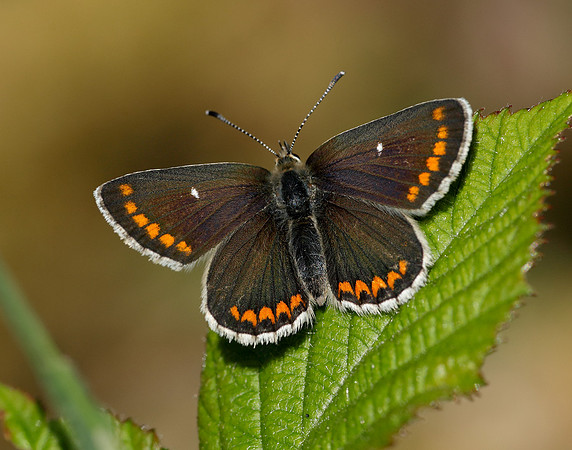 Northern Brown Argus Aricia artaxerxes artaxerxes