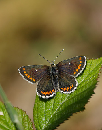 Northern Brown Argus Aricia artaxerxes artaxerxes
