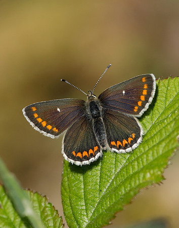 Northern Brown Argus Aricia artaxerxes artaxerxes