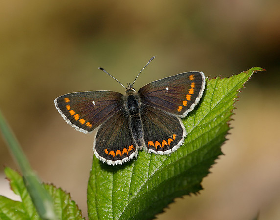Northern Brown Argus Aricia artaxerxes artaxerxes