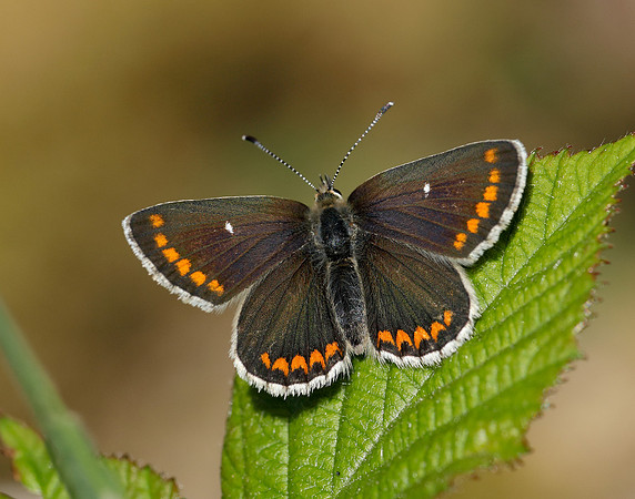 Northern Brown Argus Aricia artaxerxes artaxerxes