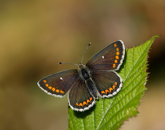 Northern Brown Argus Aricia artaxerxes artaxerxes