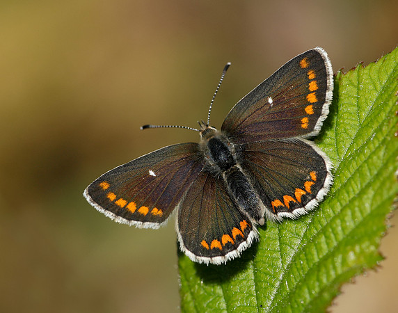 Northern Brown Argus Aricia artaxerxes artaxerxes