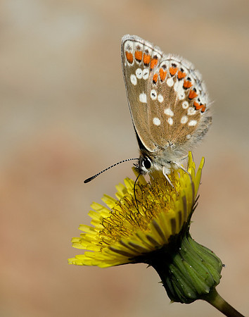 Northern Brown Argus Aricia artaxerxes artaxerxes