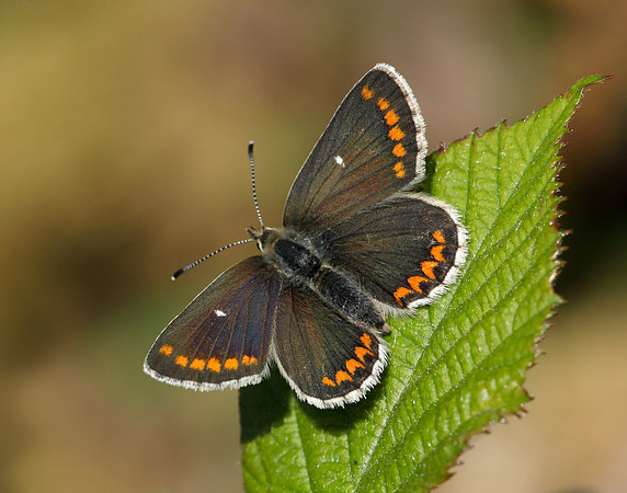 Northern Brown Argus Aricia artaxerxes artaxerxes