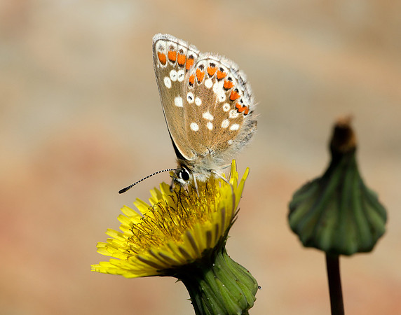 Northern Brown Argus Aricia artaxerxes artaxerxes