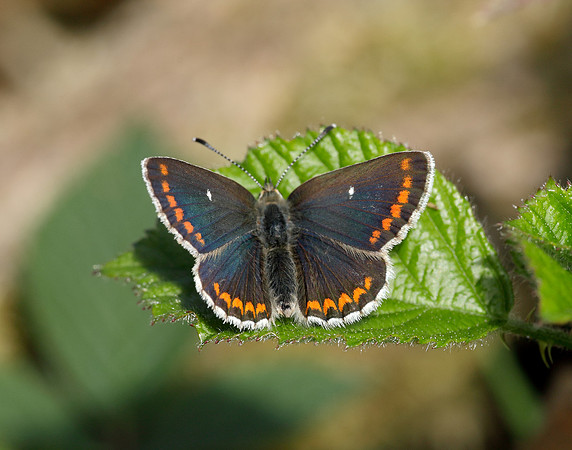 Northern Brown Argus Aricia artaxerxes artaxerxes