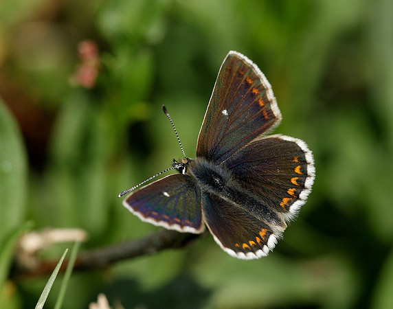 Northern Brown Argus Aricia artaxerxes artaxerxes