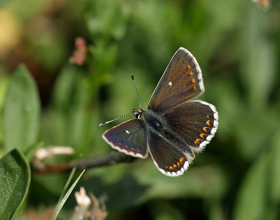 Northern Brown Argus Aricia artaxerxes artaxerxes
