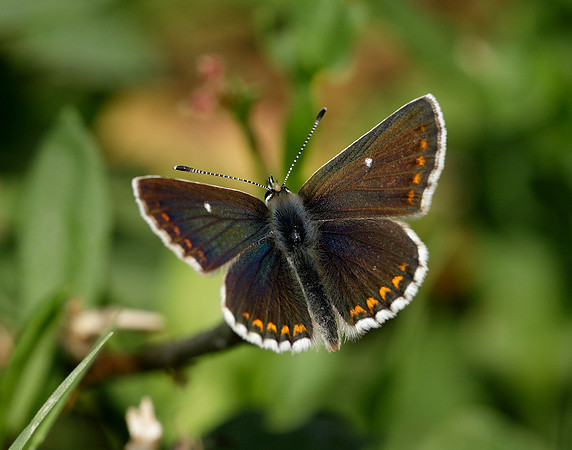 Northern Brown Argus Aricia artaxerxes artaxerxes