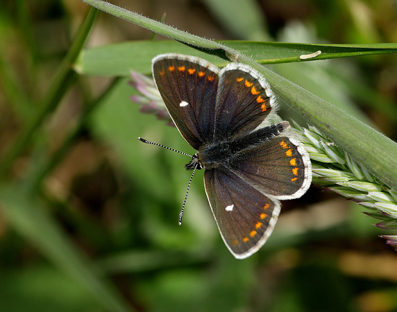 Northern Brown Argus Aricia artaxerxes artaxerxes