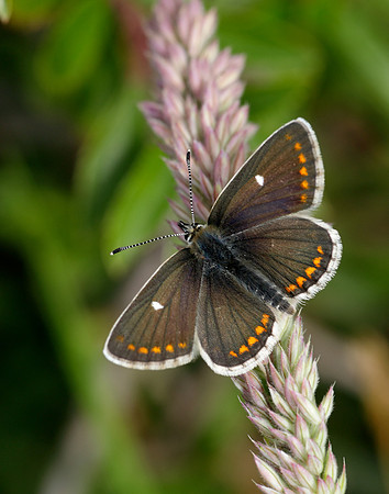 Northern Brown Argus Aricia artaxerxes artaxerxes