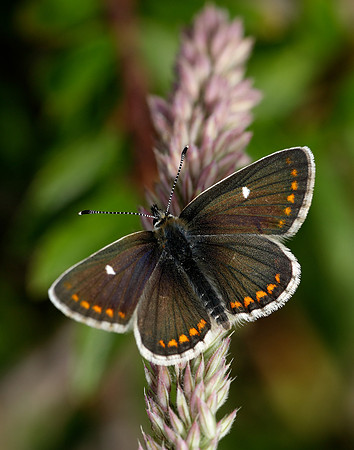 Northern Brown Argus Aricia artaxerxes artaxerxes