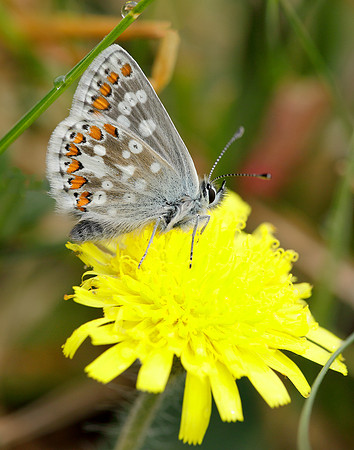 Northern Brown Argus Aricia artaxerxes artaxerxes