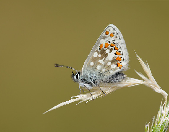 Northern Brown Argus Aricia artaxerxes artaxerxes