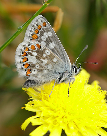 Northern Brown Argus Aricia artaxerxes artaxerxes
