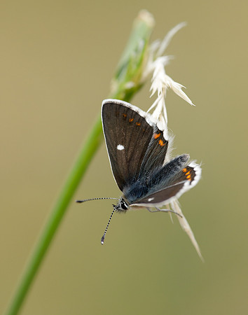 Northern Brown Argus Aricia artaxerxes artaxerxes
