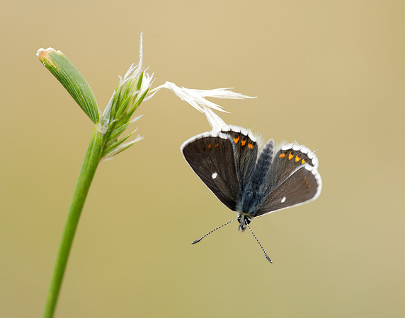 Northern Brown Argus Aricia artaxerxes artaxerxes