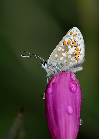 Northern Brown Argus Aricia artaxerxes artaxerxes