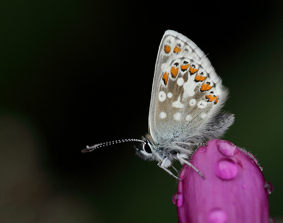 Northern Brown Argus Aricia artaxerxes artaxerxes