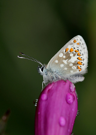 Northern Brown Argus Aricia artaxerxes artaxerxes