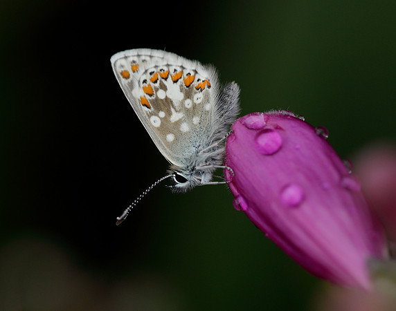 Northern Brown Argus Aricia artaxerxes artaxerxes