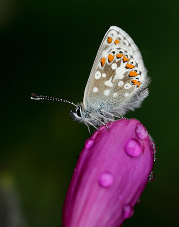 Northern Brown Argus Aricia artaxerxes artaxerxes