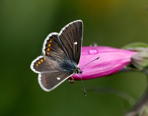 Northern Brown Argus Aricia artaxerxes artaxerxes