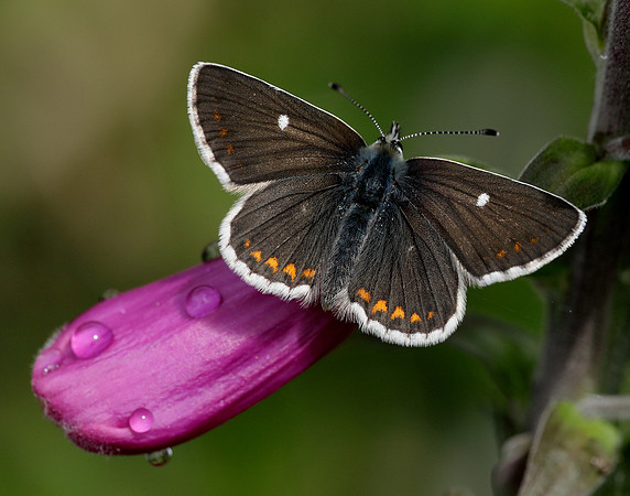 Northern Brown Argus Aricia artaxerxes artaxerxes