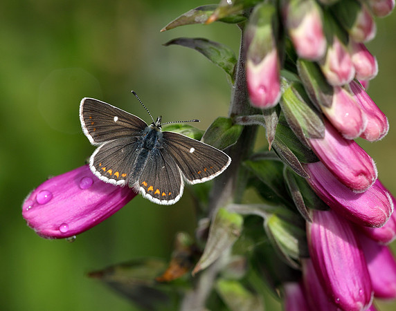 Northern Brown Argus Aricia artaxerxes artaxerxes