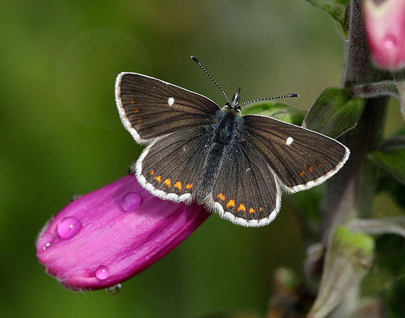 Northern Brown Argus Aricia artaxerxes artaxerxes
