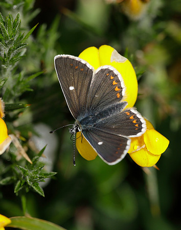 Northern Brown Argus Aricia artaxerxes artaxerxes