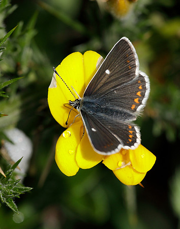 Northern Brown Argus Aricia artaxerxes artaxerxes