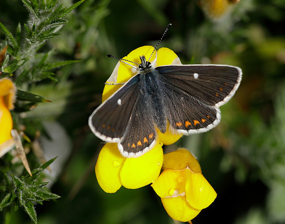 Northern Brown Argus Aricia artaxerxes artaxerxes