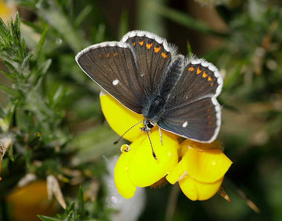 Northern Brown Argus Aricia artaxerxes artaxerxes