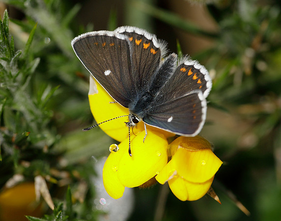 Northern Brown Argus Aricia artaxerxes artaxerxes