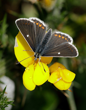 Northern Brown Argus Aricia artaxerxes artaxerxes