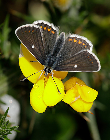 Northern Brown Argus Aricia artaxerxes artaxerxes