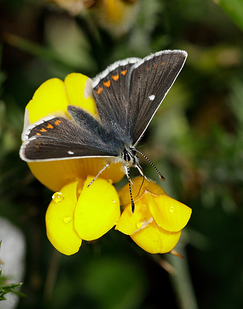 Northern Brown Argus Aricia artaxerxes artaxerxes
